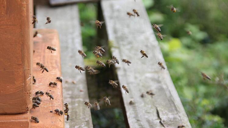 Die Bienen im Anflug vor dem Kasten Foto: Friedwald Schedel