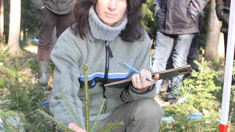 Anja Mörtlbauer hat eine Fichte mit Verbissschäden gefunden. Foto: Sonja Adam