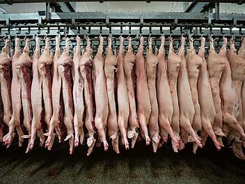 Jährlich werden bundesweit fast 60 Millionen Schweine geschlachtet.