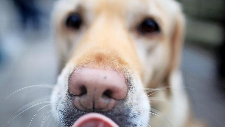 für viele Menschen ist ein Leben ohne Hund möglich, aber nicht sinnvoll.  Foto: dpa