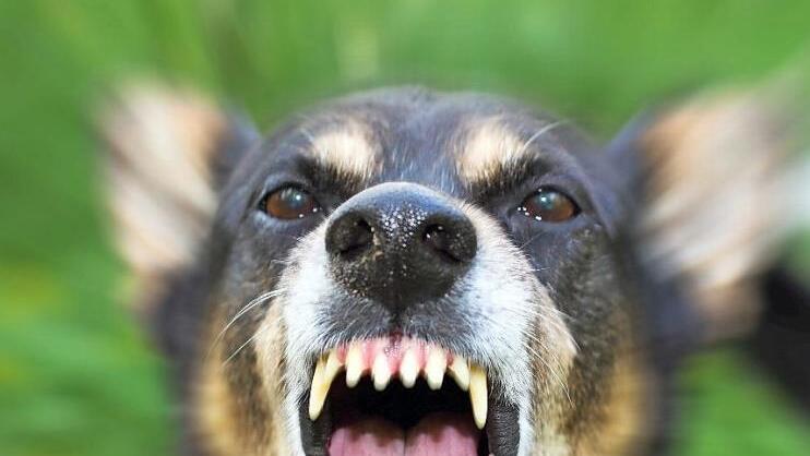 Hunde sind in ihrem Verhalten menschlicher als der Mensch, sie kennen eben die sozialen Regeln, die so manchen Kampf vermeiden. Foto: tverkhovinets/Adobe Stock