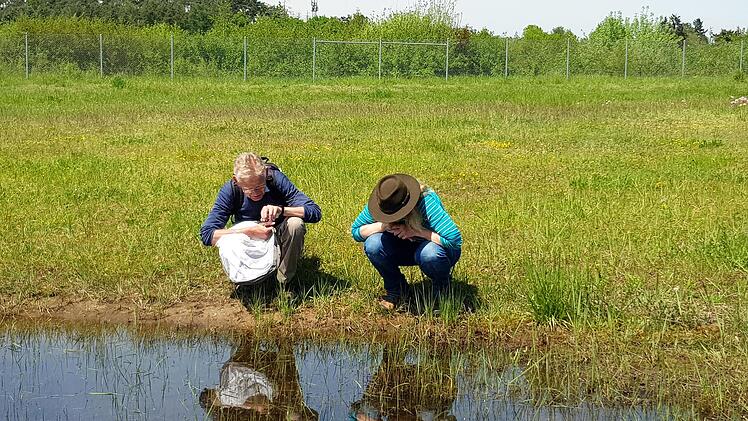 Bamberg: Besonderer Fund am Sonderlandeplatz Breitenau - Naturschutzfachkartierung begonnen