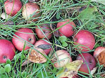 Als Fallobst soll das Gemeinde-Obst nicht enden. In guten Obstjahren lässt es sich aber häufig nicht vermeiden, dass Früchte nicht geerntet werden, weil die Nachfrage nach Streuobst von gemeindlichen Bäumen begrenzt ist. Foto: Heike Beudert