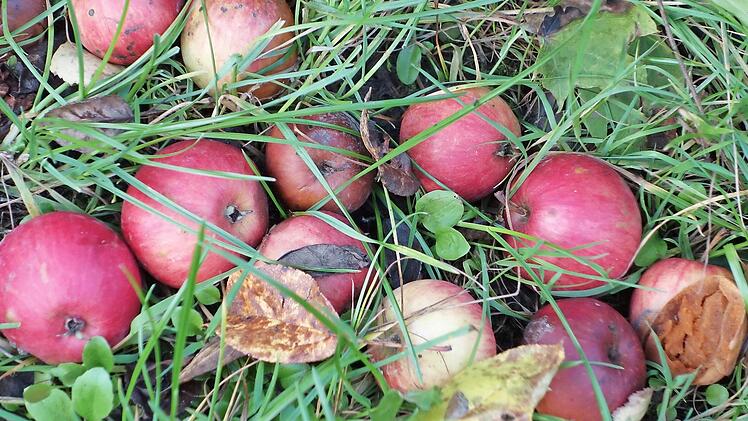 Als Fallobst soll das Gemeinde-Obst nicht enden. In guten Obstjahren lässt es sich aber häufig nicht vermeiden, dass Früchte nicht geerntet werden, weil die Nachfrage nach Streuobst von gemeindlichen Bäumen begrenzt ist. Foto: Heike Beudert