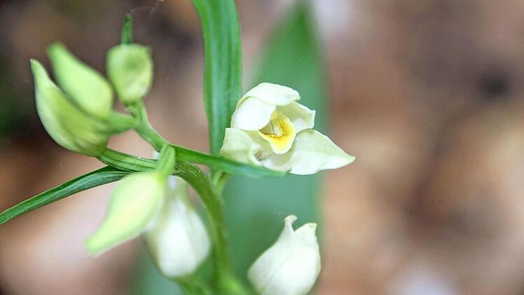 Das weiße Waldvögelein wächst bei Münnerstadt in ruhigen Waldgebieten. Foto: H. Beudert