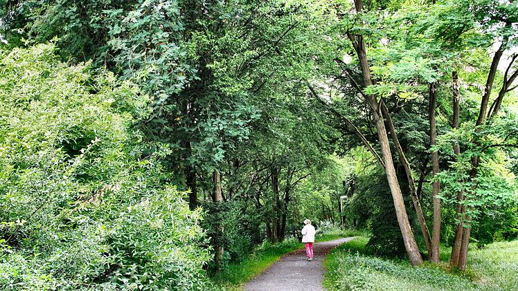 Der Damm entlang der Lauer ist ein beliebter Spazierweg. Wenn allerdings die Bäume und Sträucher entfernt werden, dann verliert er viel von seiner Funktion als Naherholungsgebiet. Doch Fachleute weisen darauf hin, dass der Damm nur dann seine ursprüngliche Funktion als Hochwasserschutz gewährleisten kann.  Foto: Dieter Britz