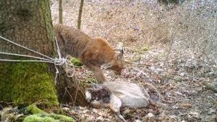 Von einer aufgestellten Fotofalle im Detterer Flur festgehalten: Ein Luchs treibt sich am 24. März etwa 1200 m vom Ort entfernt rum. Eine weitere Aufnahme bestätigt, dass es ein Weibchen ist. Foto: Familie Karg