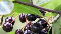 Aronia