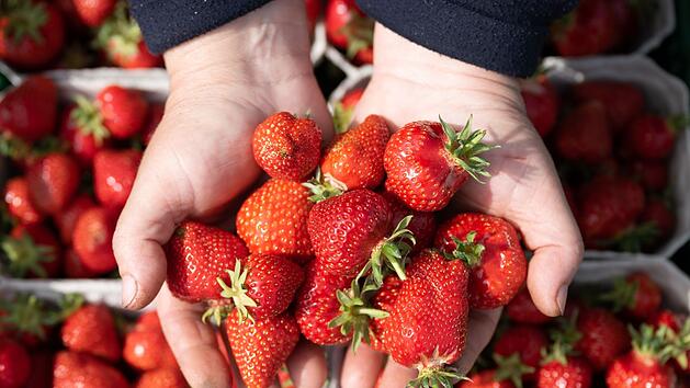 Erdbeeren