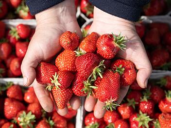 Erdbeeren