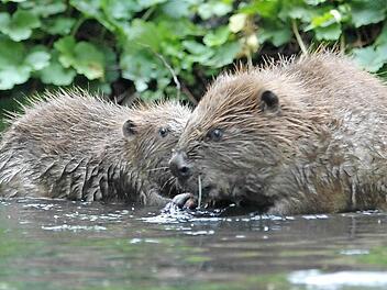 Das Wasser ist ihr Element: Hier fühlen sich die Biber wohl und schaffen neue Lebensräume - für sich selbst und für viele andere Tierarten.Foto: BR-Archiv/Bund Naturschutz