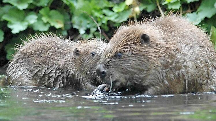 Das Wasser ist ihr Element: Hier fühlen sich die Biber wohl und schaffen neue Lebensräume - für sich selbst und für viele andere Tierarten.Foto: BR-Archiv/Bund Naturschutz
