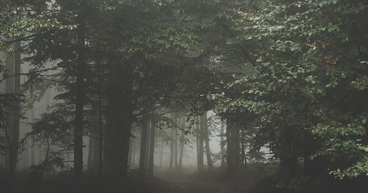 Mädchen (13) brutal im Wald missbraucht: 8 Jugendliche filmen Massenvergewaltigung mit Smartphone