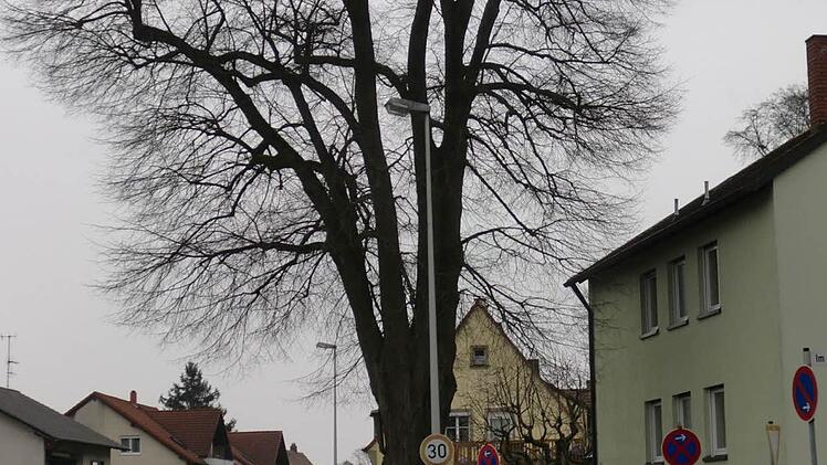 Noch am Freitag ( 19.2.2016) überragte der Baum die Häuser in der Hartlandener Straße.