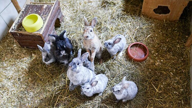 Insgesamt 16 Zwergkaninchen warten auf ein neues Zuhause. Foto: Adriane Lochner