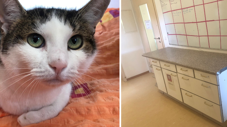 Tierheim Hersbruck: Bitte um Hilfe bei Teilnahme an Förderpreis - "Leben nur von Spenden"