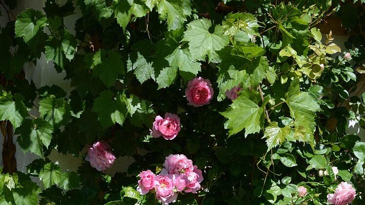 Impressionen aus dem Garten Michaelis in Schirradorf Foto: Dagmar Besand