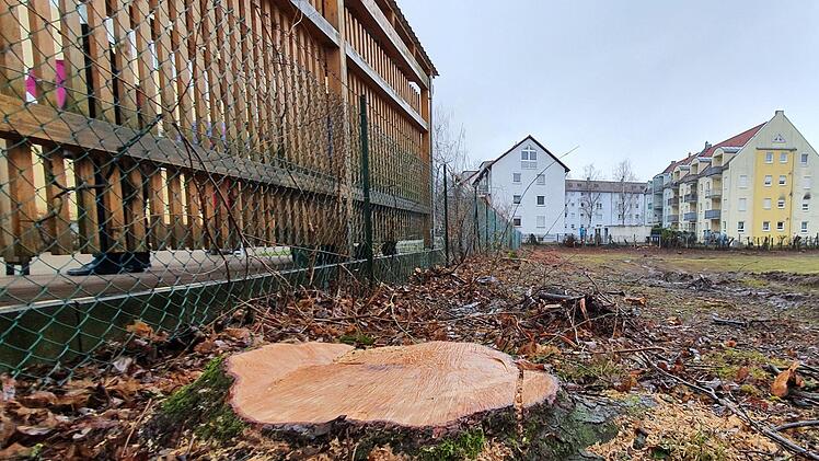 15 Bäume wurden Ende Januar gefällt. Foto: Ronald Heck