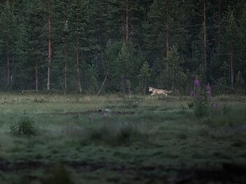 Wolf im Kreis Miltenberg gesichtet? Video gibt R&auml;tsel auf