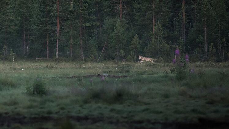 Wolf im Kreis Miltenberg gesichtet? Video gibt Rätsel auf