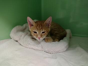 Tierheim Erlangen klärt auf: Was tun mit Streunerkatzen?