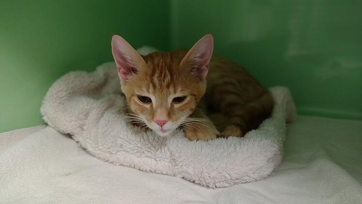 Tierheim Erlangen: Wanderer nehmen streunenden Kater mit - war das richtig?