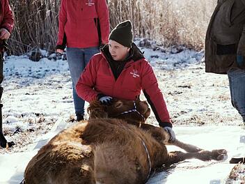 Fl&uuml;chtige Kuh Arielle eingefangen