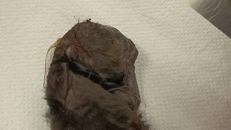 Tierheim N&uuml;rnberg platzt der Kragen: "Er ist tot und ihr seid schuld"
