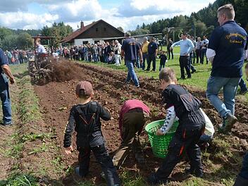 Hans Ziegler brachte mit einer maschinellen Kartoffelgrabgabel die Kartoffeln ans Licht und groß wie klein stürzte sich auf die Erdäpfel. Foto: Karl-Heinz Hofmann