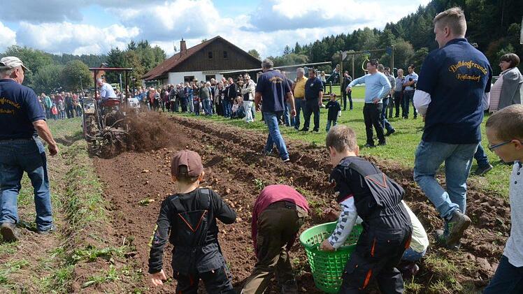 Hans Ziegler brachte mit einer maschinellen Kartoffelgrabgabel die Kartoffeln ans Licht und groß wie klein stürzte sich auf die Erdäpfel. Foto: Karl-Heinz Hofmann