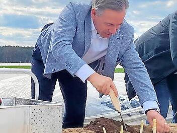 Landrat Alexander Tritthart sticht Spargel.