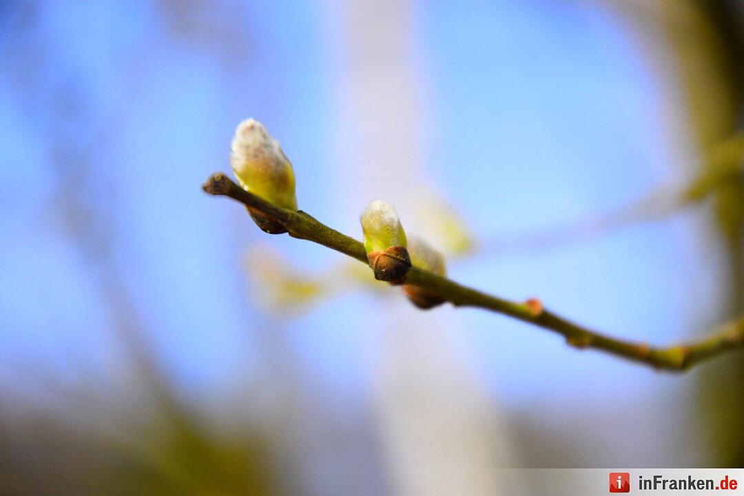Der Frühling in Franken in Bildern