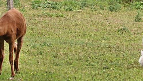 Alpakas grasten unbeeindruckt vom Trubel des Gartenmarktes im Schlosspark Gereuth.