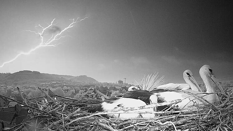 Kurz vor dem verheerenden Blitzeinschlag harren die Jakob und Adele mit den Küken im Nest aus.
