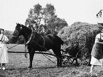 Pferde waren auch in Münnerstadt in den 1950er Jahren noch im Einsatz. Foto: Stadtarchiv
