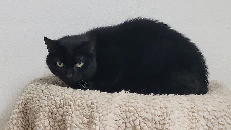 Tierheim Kulmbach mit "Black Friday": Tierschützer stellen besondere Katzen und Hunde vor