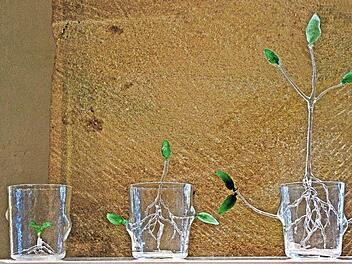 Das Interesse am Coburger Glaspreis wächst und wächst. Passend dazu Yi Peng in ihrem "Growing" betitelten Objekt eine Pflanze aus einem Glas herauswachsen. Die 1983 geborene chinesische Glaskünstlerin lebt in Großbritannien. Foto: Jochen Berger