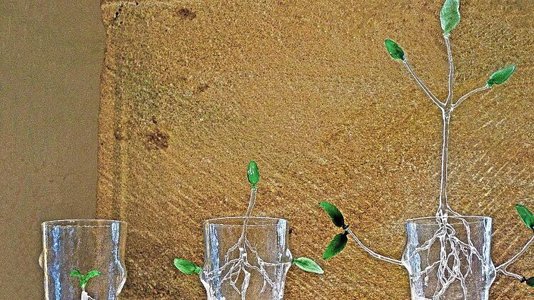 Das Interesse am Coburger Glaspreis wächst und wächst. Passend dazu Yi Peng in ihrem "Growing" betitelten Objekt eine Pflanze aus einem Glas herauswachsen. Die 1983 geborene chinesische Glaskünstlerin lebt in Großbritannien. Foto: Jochen Berger
