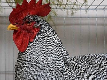 Die Züchter präsentieren Tiere mit besonderem Federkleid.  Fotos: Richard Sänger