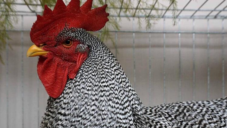 Die Züchter präsentieren Tiere mit besonderem Federkleid.  Fotos: Richard Sänger
