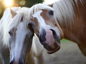 Vier Pferde sind bereits daran verstorben: das Equine Herpesvirus. Pferde