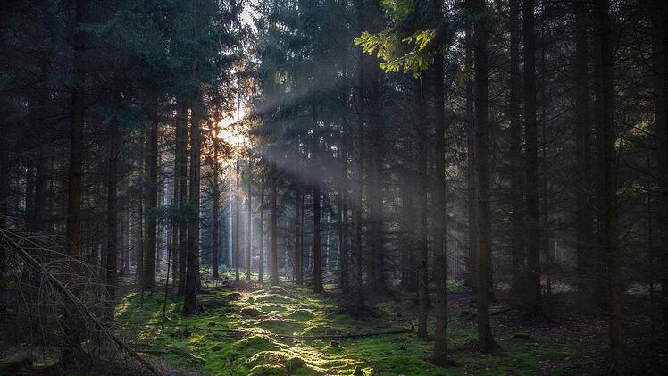Deutschlands beliebteste W&auml;lder - Platz 6: Dresdner Heide