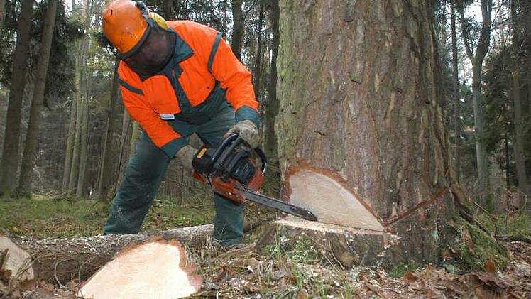 Kitzingen sperrt im November Waldwege für Baumfällungen - "unbedingt beachten"