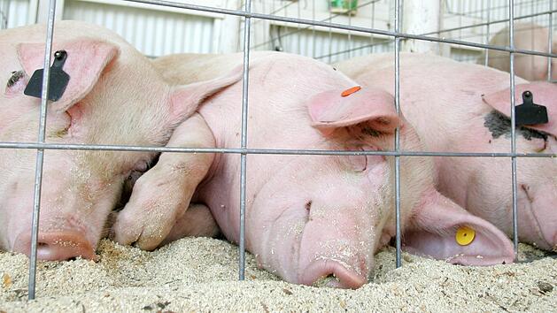 Zu einem Tod  ohne Qualen  f&uuml;r die Schweine k&ouml;nnte die Bet&auml;ubung mit Helium f&uuml;hren. "Helium f&uuml;hrt schnell zur Bewusstlosigkeit", sagt Professor Klaus Troeger.