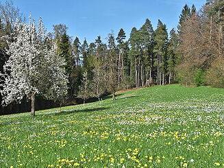 Solche Blumenwiesen sollen entstehen.