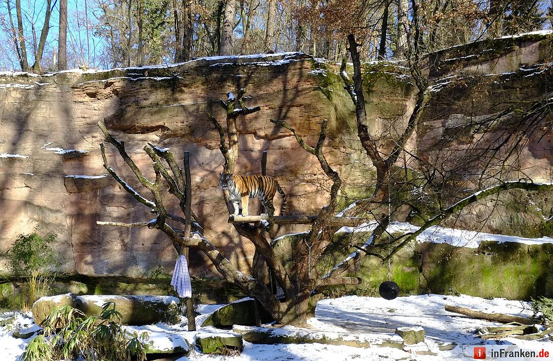 Tiergarten Nürnberg im Winter
