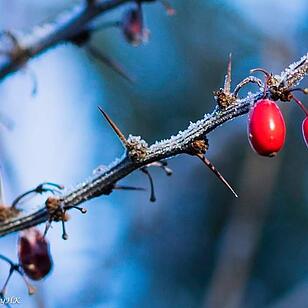 Die schönsten Fotos im Januar aus Forchheim und Umgebung