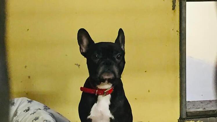 Tierheim Nürnberg: Hündin "Uschi" in letzter Sekunde gerettet - französische Bulldogge braucht Menschen
