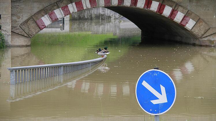 Die Unterführung zum TV-Sportgelände ist stets mit als erstes in Haßfurt von Hochwasser betroffen und läuft rasch voll. Die Enten sehen das als vergrößertes Wasserrevier an.
