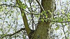 Naturnahe Bestattungsformen werden immer stärker nachgefragt. Foto: Archiv, Schedel